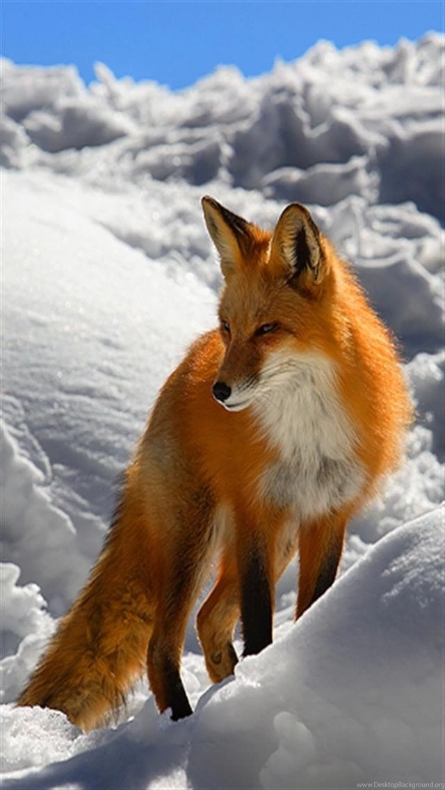 White Fox iPhone Wallpapers, iPhone 5(s)/4(s)/3G Wallpapers