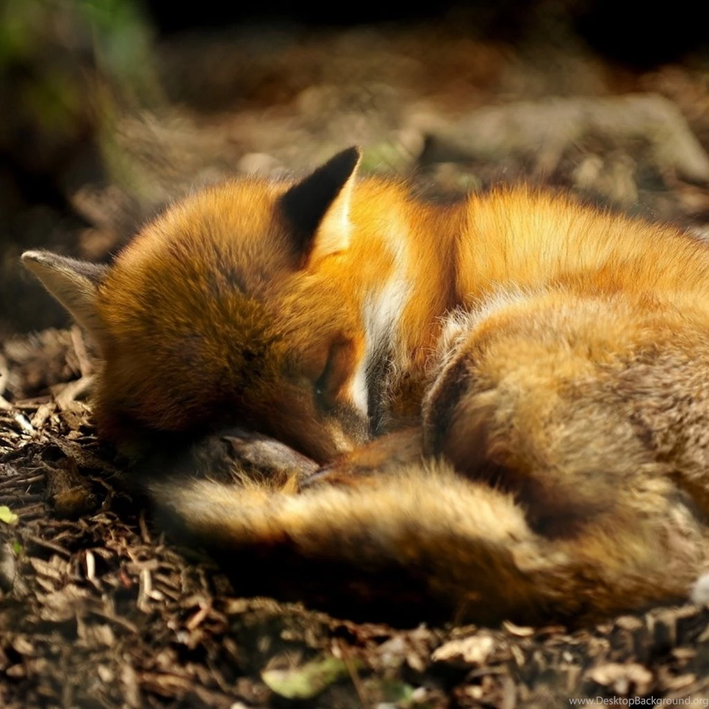Pets & Animals iPad Wallpapers
