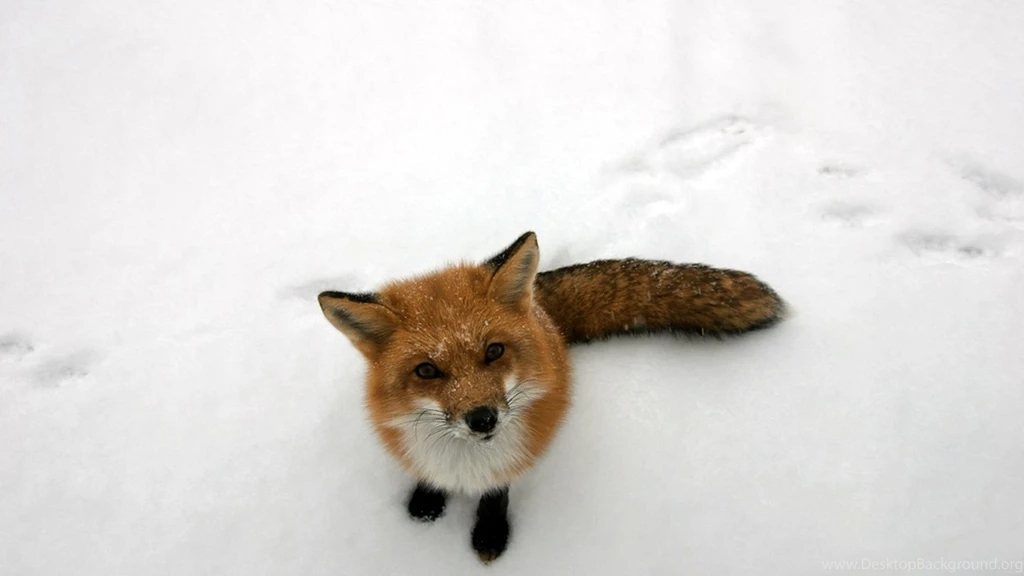Fox Computer Wallpapers, Desktop Backgrounds