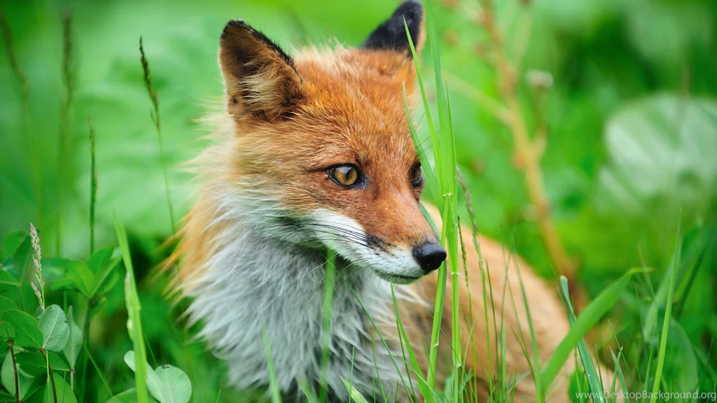 Fox Animal Wallpapers