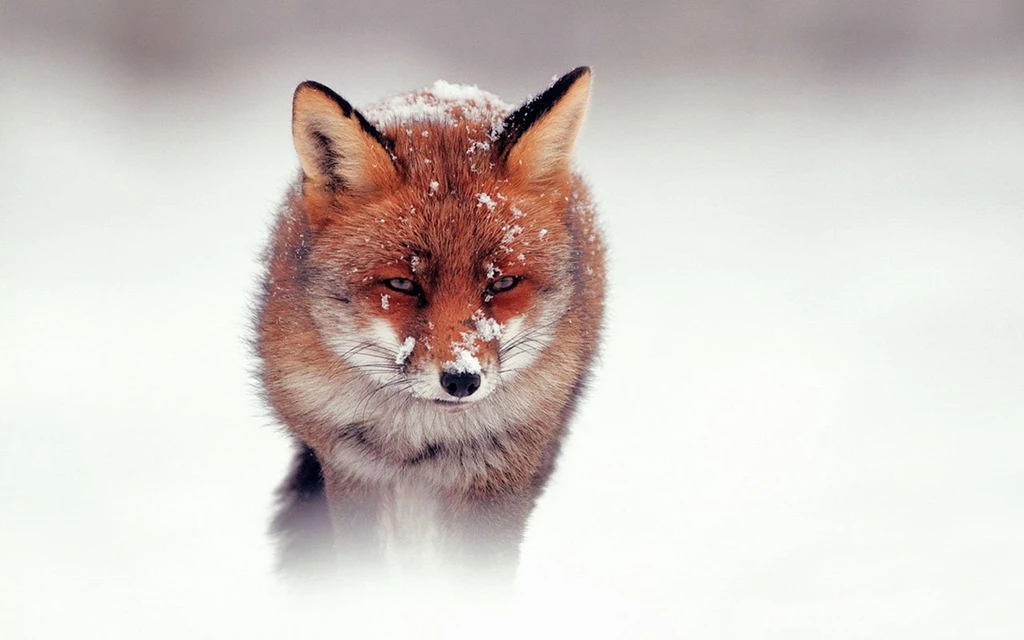 Snow Fox HD Photography Wallpapers 10   Animal Wallpapers   Free ...