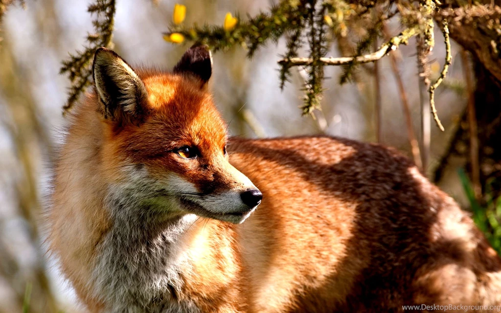452 Fox HD Wallpapers