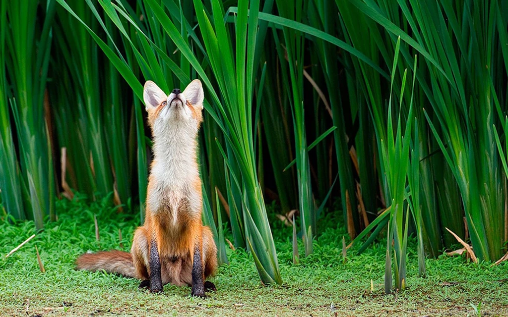 The Fox High Definition Animal Photography Wallpapers 5 - Animal ...