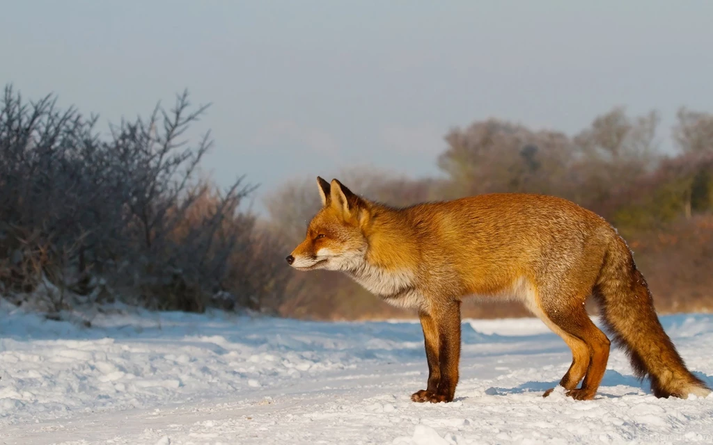 Fox Computer Wallpapers, Desktop Backgrounds
