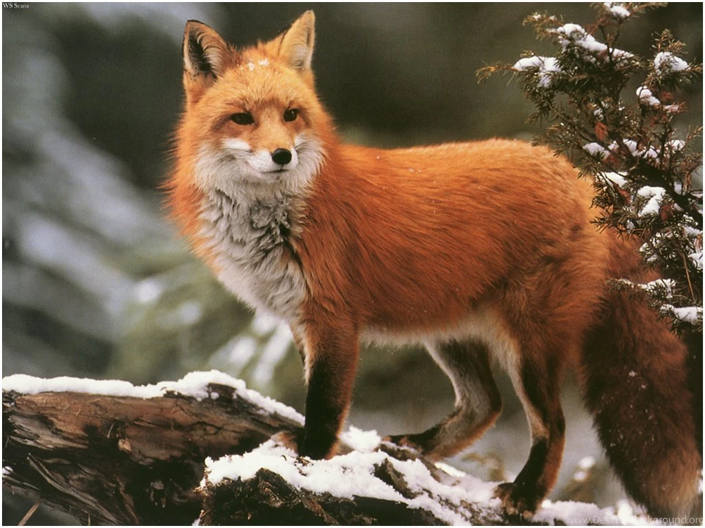 1024x768px Red Fox