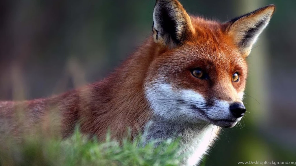 Cool Fox Wallpapers As Well As Wild Red Fox Along With Cool ...