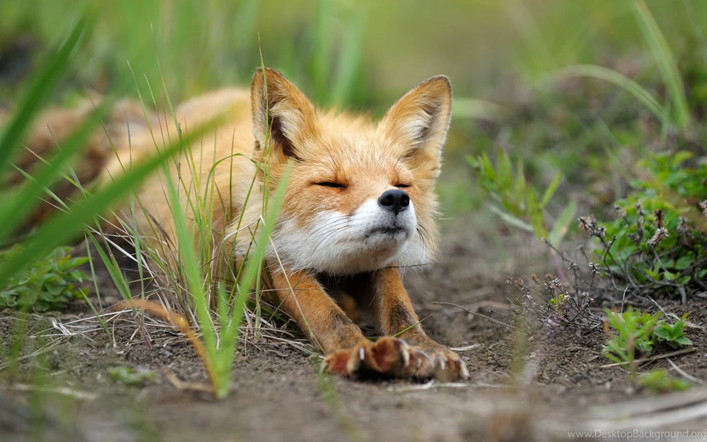 Other: Ginger Fox Animal Animals High Quality Wallpapers For HD 16 ...