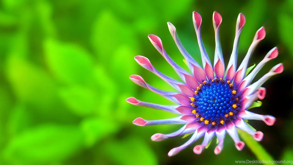 Flower Wallpapers 27 WideWallpaper.info