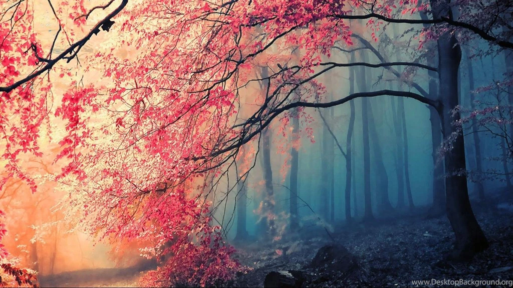 Fog Deep Forest 1366x768 Widescreen Hd Wallpaper