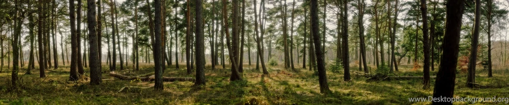 Dream Forest 5760 X 1200 " Triple Monitor Wallpapers " .
