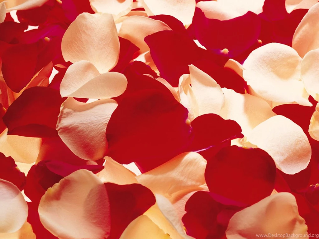 Rose Flowers Wallpaper: Rose Petal Wallpapers
