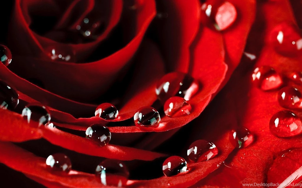 Rose Petals Live Wallpapers Android Apps And Tests AndroidPIT
