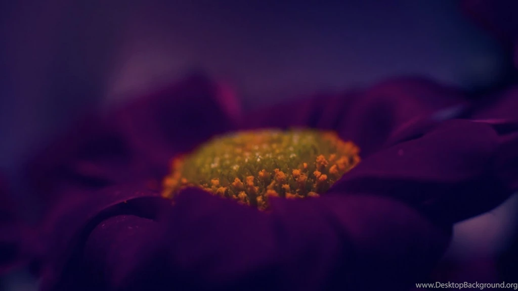 1366x768 Dark Purple Flower Macro Desktop PC And Mac Wallpapers