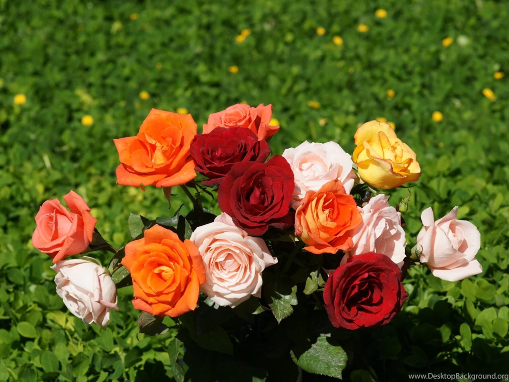 Wallpapers Of Rose Wallpapers HD Fine