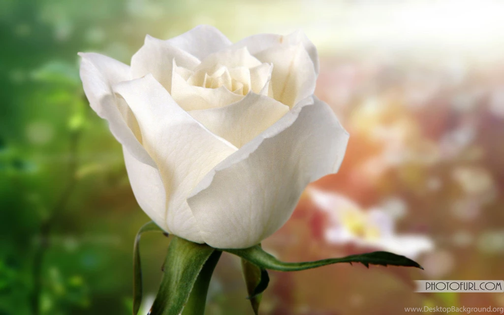 White Rose Wallpapers Free Download