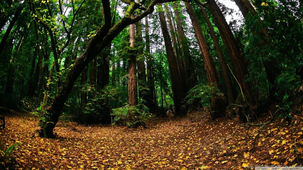 Beautiful Forest, Fisheye Lens HD Desktop Wallpapers : Fullscreen ...