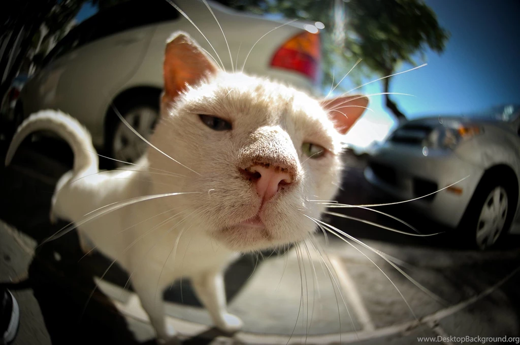 White Cat On Fisheye Lens HD Wallpapers