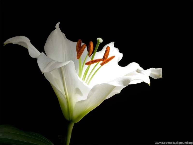 Computer Desktop WallpapersHD Wallpapers