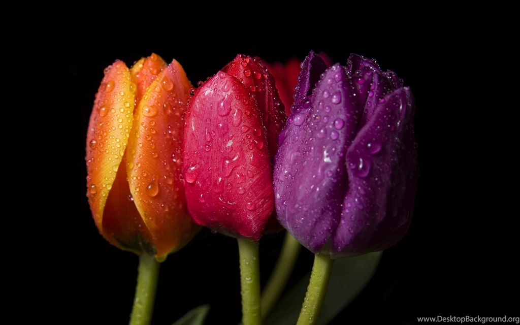Orange Red Purple Tulips Wallpapers