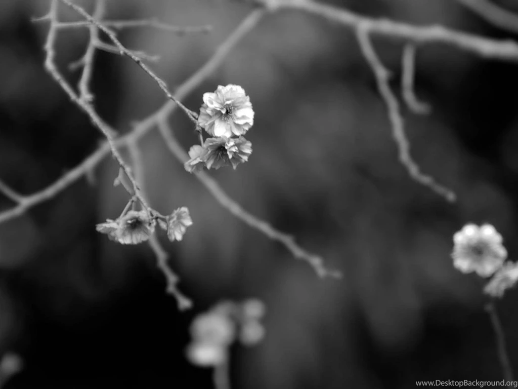 Japanese Garden Black And White Digital art Wallpapers, Japanese ...