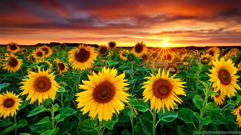 1920x1080 Beautiful Sun Flowers Desktop PC And Mac Wallpapers