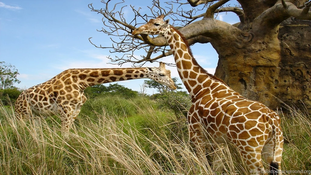 Animals Wallpapers Download Free For Desktop