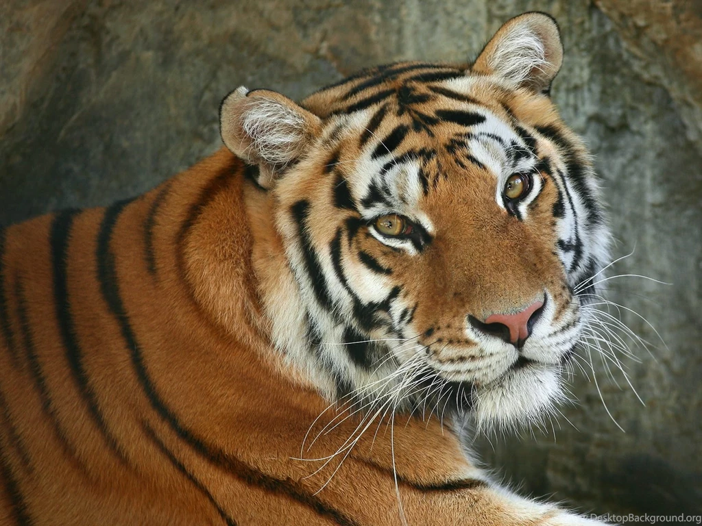 Animal Pics
