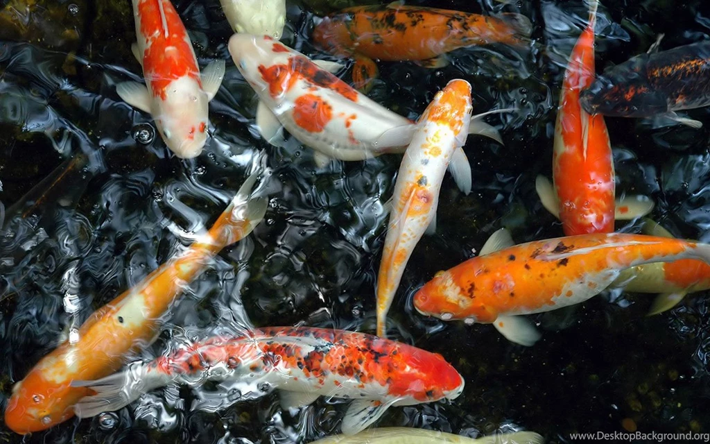 Koi Rich HD Desktop Wallpapers 8 Animal Wallpapers Free Desktop ...