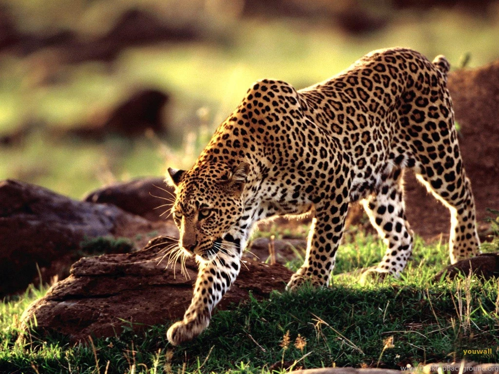 3d Wild Animals