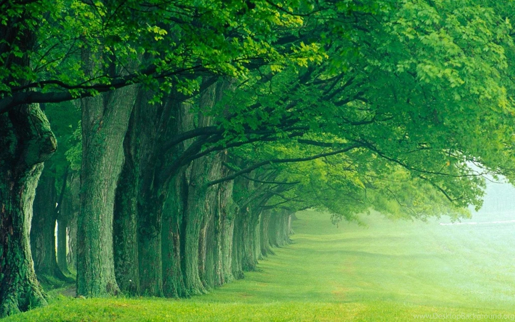 Wallpapers Summer Lush Widescreen 1680x1050