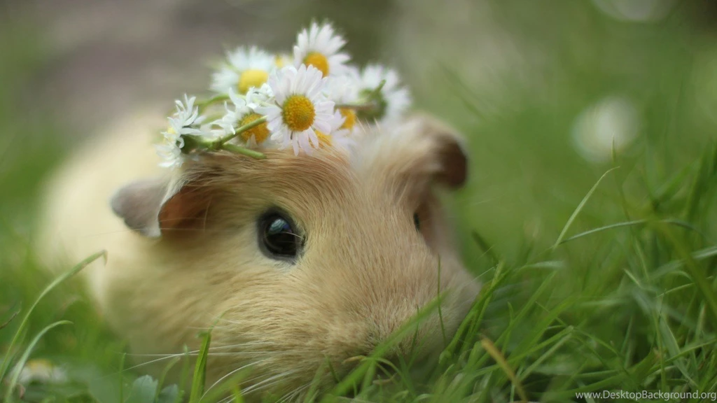 13 Quality Hamster Wallpapers, Animals
