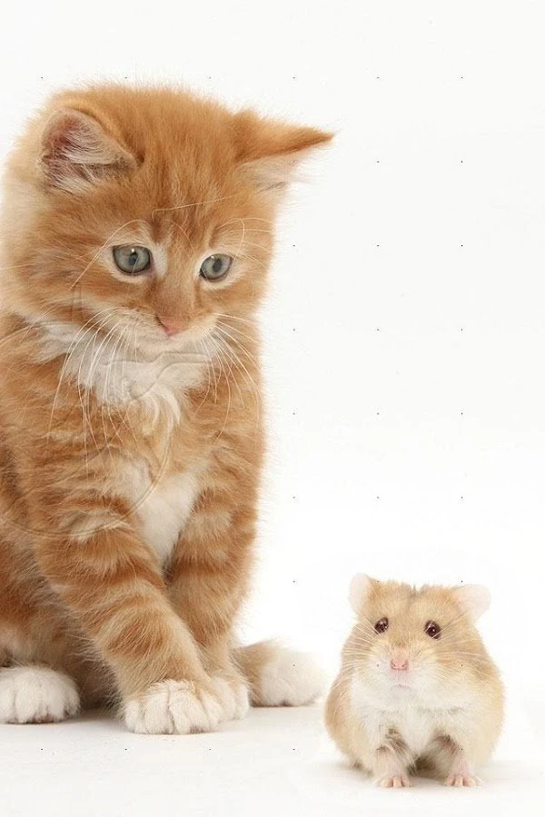 Hamster Wallpapers Android Apps On Google Play