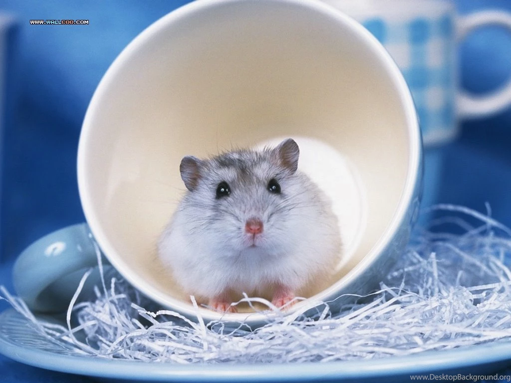 Loveable Little Creatures : Little Hamster Wallpapers 1024x768 NO ...