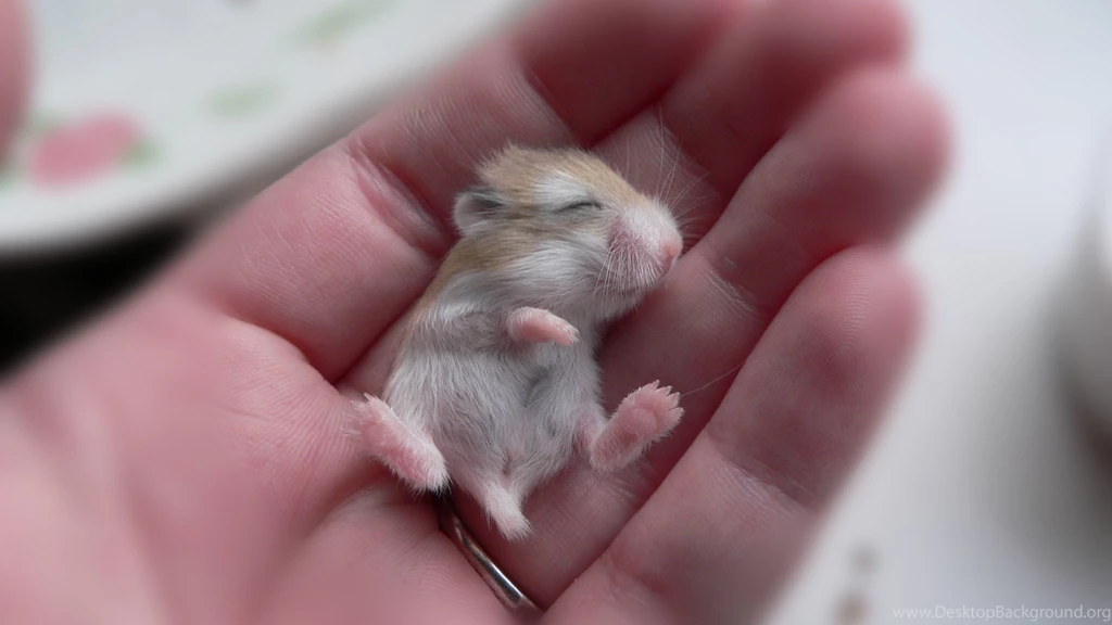 Wallpapers Baby Hamster In Hand HD Wallpapers