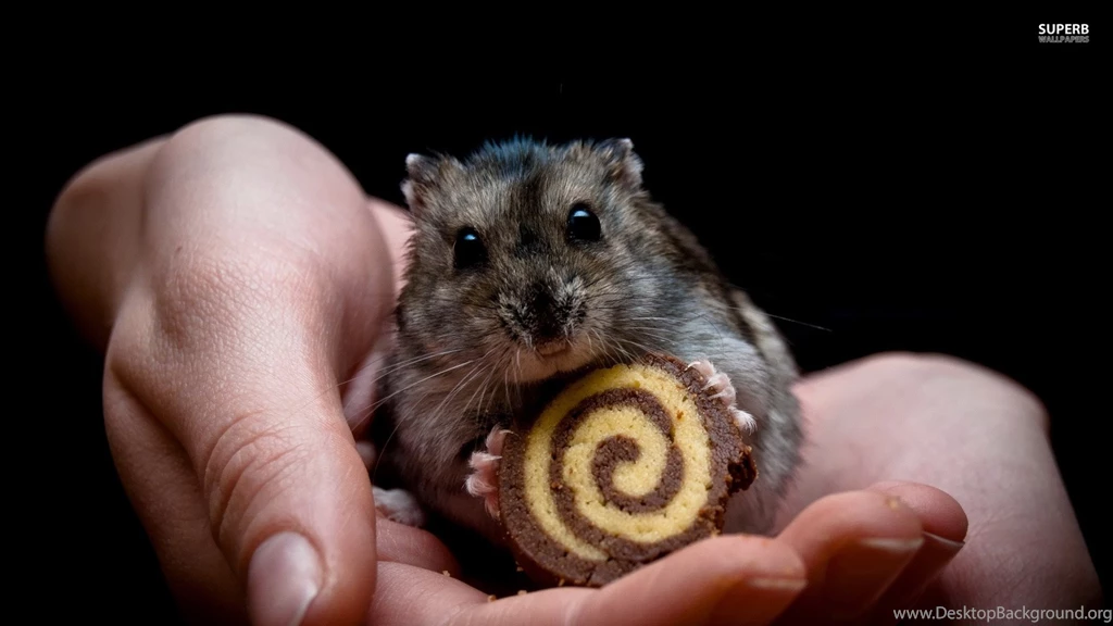 Hamster Wallpapers Hd