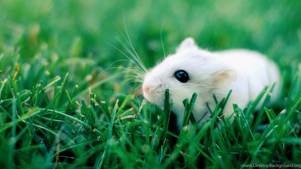 Wallpaper: Hamster, Grass, Crawling, Rodent, Cute Wallpapers