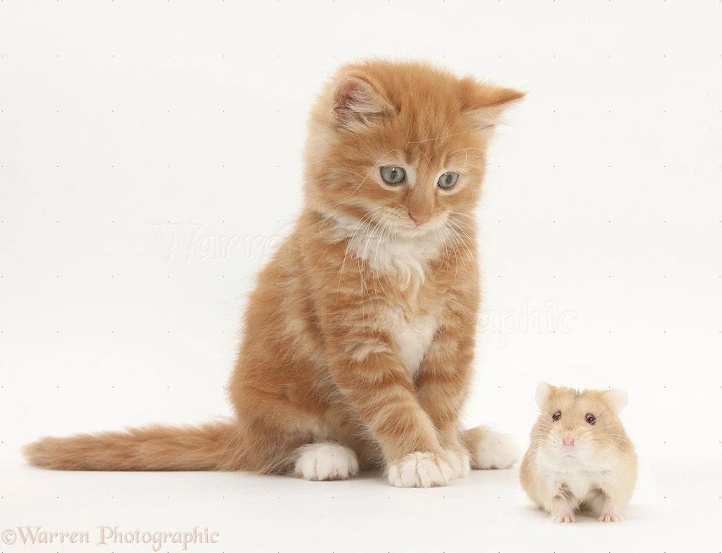 Hamster Wallpapers HD Download
