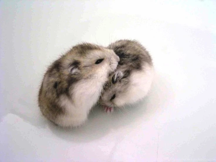 I Think This Is Two Campbell Hamsters... Such Adorable Cuddling ...
