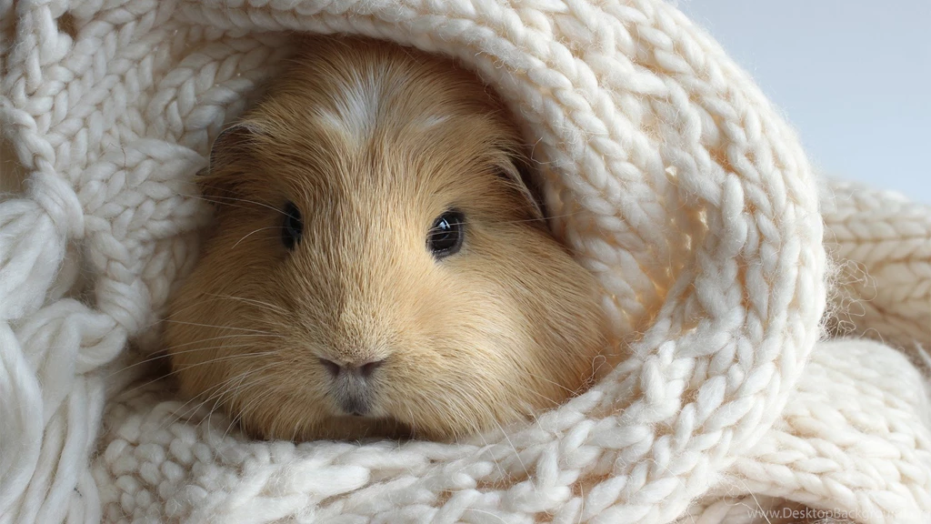 Funny Hamster Wallpapers And Images Wallpapers, Pictures, Photos