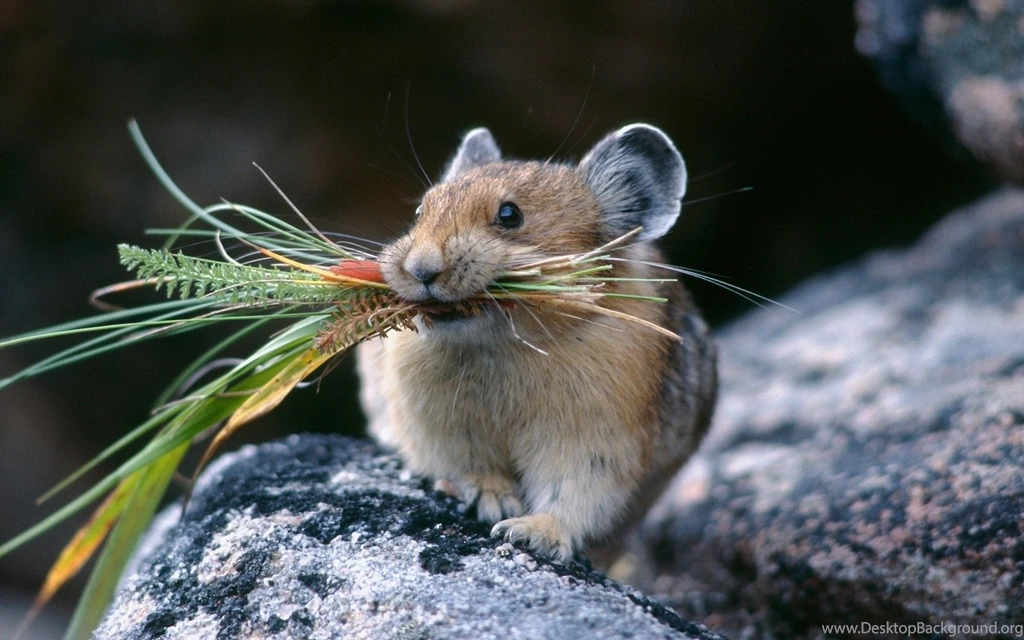 Hamster Hd Wallpapers