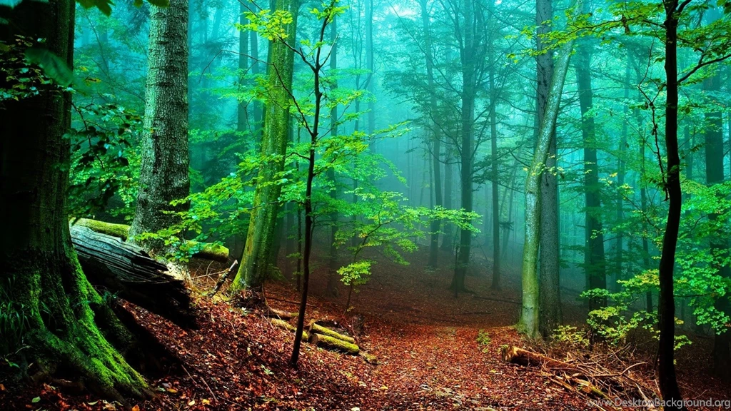 Forest Desktop Wallpapers 1104, Size: 1600x900