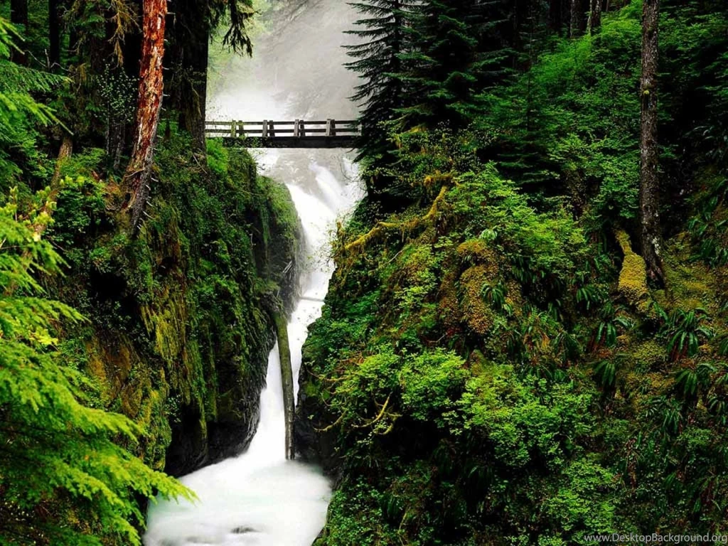 Desktop Wallpapers Forest
