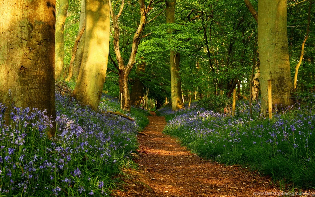 Spring forest desktop wallpaper wide
