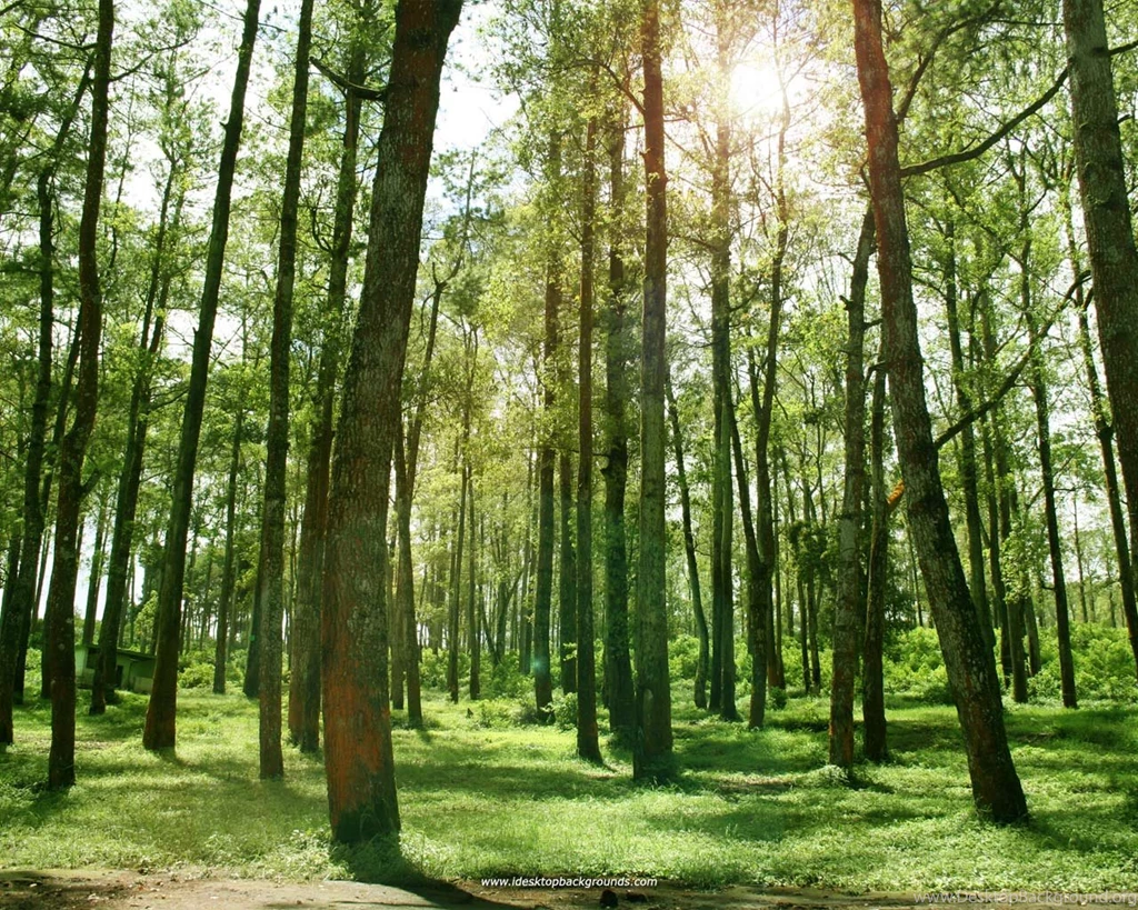 Nature Forest Desktop Backgrounds