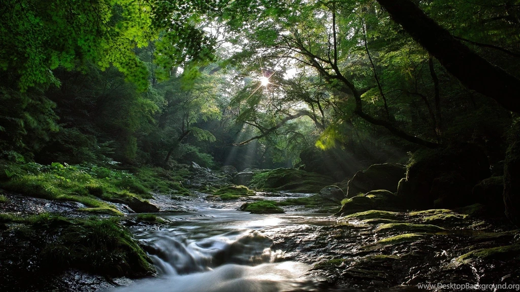 Landscape Of The Forest Small River Desktop Wallpapers