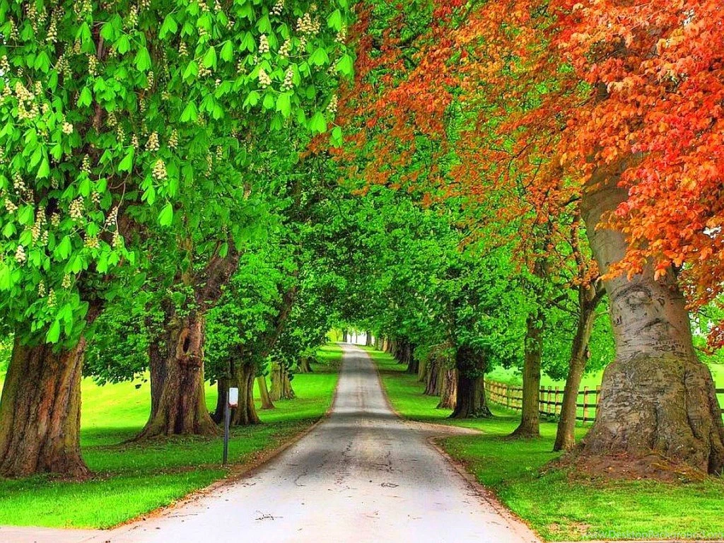 Trees Wallpapers