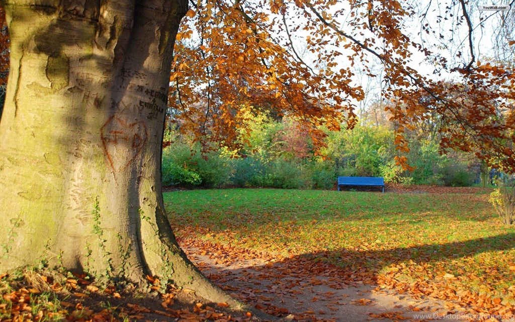 Wallpapers Tree