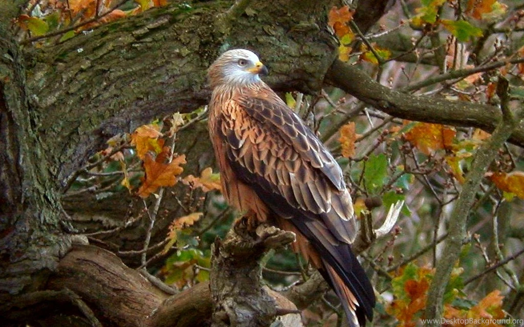 Eagle tree Wallpapers Photo And Wallpaper. All Eagle tree Wallpapers ...