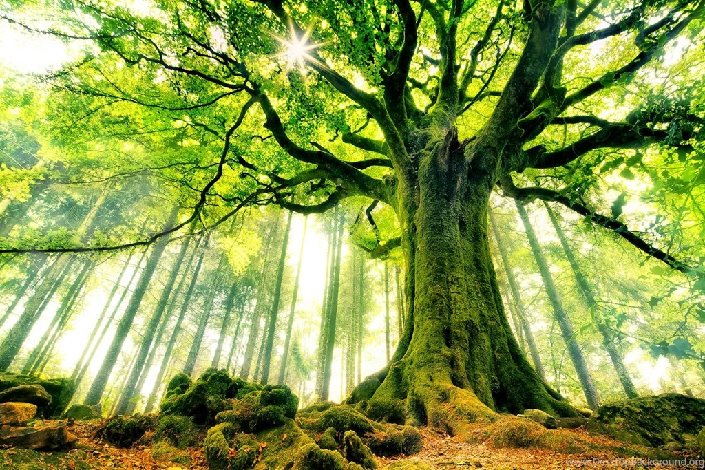 77+ Best HD Green Tree