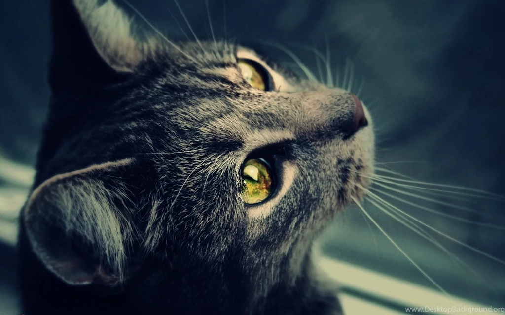 Cute Black Cat